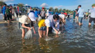 Thả hơn 1 triệu con giống tái tạo nguồn lợi thủy sản