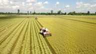 Vĩnh Long yêu cầu doanh nghiệp gạo chủ động tìm thị trường mới
