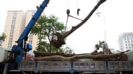 Hà Nội di chuyển nhiều cây xanh làm dự án nút giao đại lộ Thăng Long