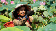 Lễ hội Sen Đồng Tháp lần thứ III diễn ra từ ngày 18 - 21/6