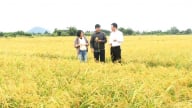 Bắc Ninh nhân rộng mô hình lúa thân thiện với môi trường
