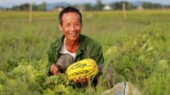 Chuyển đất lúa kém hiệu quả sang trồng dưa, thu 10 – 15 triệu đồng/sào