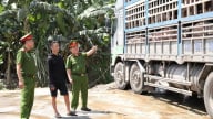 Kịp thời ngăn chặn hơn 180 con lợn nhiễm bệnh tuồn ra thị trường