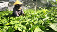 Lộ trình phát triển 20ha dược liệu dưới tán rừng FSC