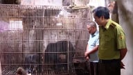 Người dân tự nguyện bàn giao 2 cá thể gấu về với thiên nhiên