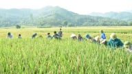 Yên Bái: Vụ đông xuân vượt kỳ vọng