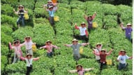 Du lịch nông nghiệp, nhìn từ chiều sâu môi trường