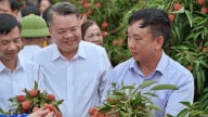 Mở đường lớn cho vải thiều Thanh Hà