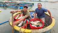 Xây dựng thương hiệu cá lồng sông Gianh