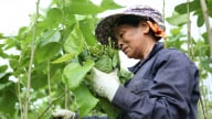 Lũ về 'tặng' phù sa, bãi dâu xanh ngút ngát