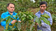 Đời sống của người Xinh Mun sang trang mới nhờ trồng cà phê chè