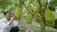 Chuyển đổi cây trồng trên đất lúa, thu nhập tăng gấp 3-5 lần