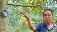 Dinh dưỡng đúng cho sầu riêng: Biết đất có gì mới cho cây 'ăn' hợp lý