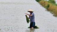 Hải Phòng yêu cầu nông dân dừng cấy lúa đến khi bão tan