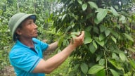 Đưa tiêu Sen Thủy lên OCOP 4 sao