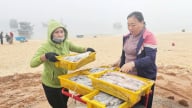 Ngư dân phấn khởi đón vụ cá Nam