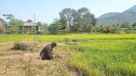 Hàng chục ha lúa bị khô khát do thiếu công trình thủy lợi nội đồng