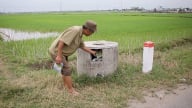 Vẫn còn tình trạng vứt vỏ thuốc bảo vệ thực vật trên đồng ruộng