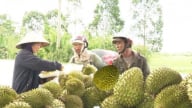 Thương lái ngừng mua, người miền Tây bán rẻ sầu riêng gỡ gạc chi phí