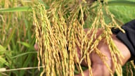 Liên kết sản xuất lúa hữu cơ, nông dân thu 60 tạ/ha