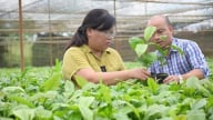 Cách chọn giống cà phê tốt cho vụ mùa bền vững
