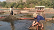 Cách ‘cứu cá’ mùa nước cạn trên lòng hồ sông Đà