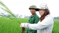 Tưới ướt khô xen kẽ: Canh tác lúa thời biến đổi khí hậu