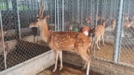 Nuôi hươu lấy nhung cho thu nhập hơn 400 triệu đồng/năm