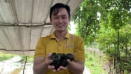 Bí quyết nuôi ốc bươu đen mỗi năm doanh thu 300 triệu đồng