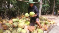 Giá dừa tăng kỷ lục: Nông dân phấn khởi, doanh nghiệp thấp thỏm