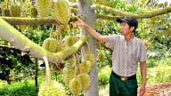 Xuất khẩu sầu riêng bền vững: Cải tạo đất, ‘rửa’ Cadimi
