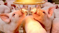 An toàn sinh học, 'lá chắn' phòng, chống dịch bệnh vật nuôi hiệu quả