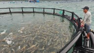 Nuôi biển tiên tiến - xu hướng tất yếu: [Bài 2] Hiệu quả vượt trội