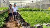 ‘Quả ngọt’ ở Trà Tân