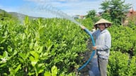 Agribank Chi nhánh Phú Yên trợ lực cho tam nông
