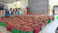 Thanh long GlobalGAP ‘tắc’ đường sang châu Âu