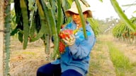 Liên kết tạo nguồn trái cây nguyên liệu ổn định và bền vững