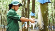 Malaysia điểm sáng trong bức tranh xuất khẩu cao su của Việt Nam