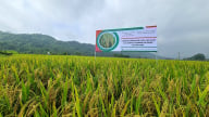 Tẻ nương Hà Giang - Hành trình từ nương đá đến đồng bằng