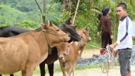 Hà Giang giữ ‘sạch’ dịch bệnh lở mồm long móng