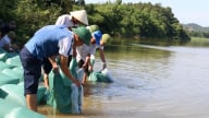 Quảng Bình thả tôm, cá giống tái tạo nguồn lợi thủy sản