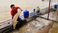 Cuộc di cư của con cá nước lạnh từ miền núi xuống đồng bằng