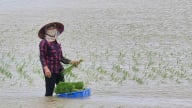 Hải Phòng tìm cách bảo vệ hơn 20.000ha lúa mới cấy