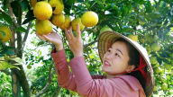 Kết nối chuỗi giá trị nông sản vùng Bắc Trung bộ