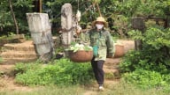 Mùa 'hái vàng' trên núi đá