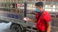 Phát hiện xe chở lợn nhiễm dịch tả châu Phi tại Phú Thọ