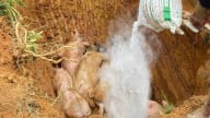 Cao Bằng ngăn chặn 5 xe tải chở lợn bệnh ra ngoài tỉnh tiêu thụ