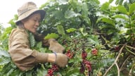Nâng cao sinh kế cho nông hộ nhỏ và cộng đồng nông thôn