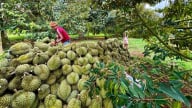 Nâng cao chất lượng sầu riêng: Kiểm soát chặt mã số vùng trồng, mã đóng gói