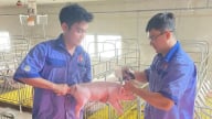 Đắk Lắk khống chế được bệnh dại và dịch tả lợn châu Phi